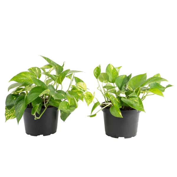 Costa Farms Golden Pothos, Devil’s Ivy, Houseplant in Nursery Pot, 2-pack