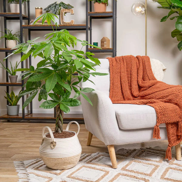 Costa Farms Money Tree, Houseplant in Decor Basket