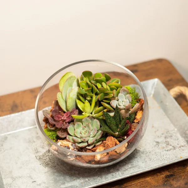 8" Slanted Cut Succulent Terrarium