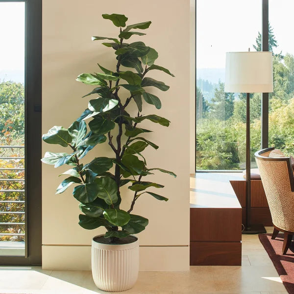 Faux 6.5' Fig Tree
