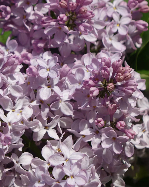 Syringa Miss Kim Lilac, 3-pack