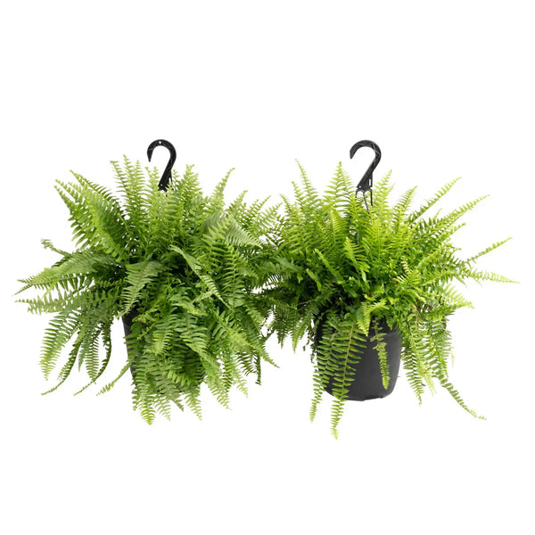 Easy to Care Boston Fern Houseplant in 10in Nursery Pot, 2-pack