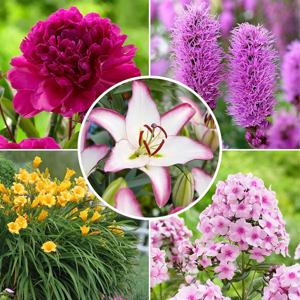 Longfield Gardens Sun Loving Perennial Collection