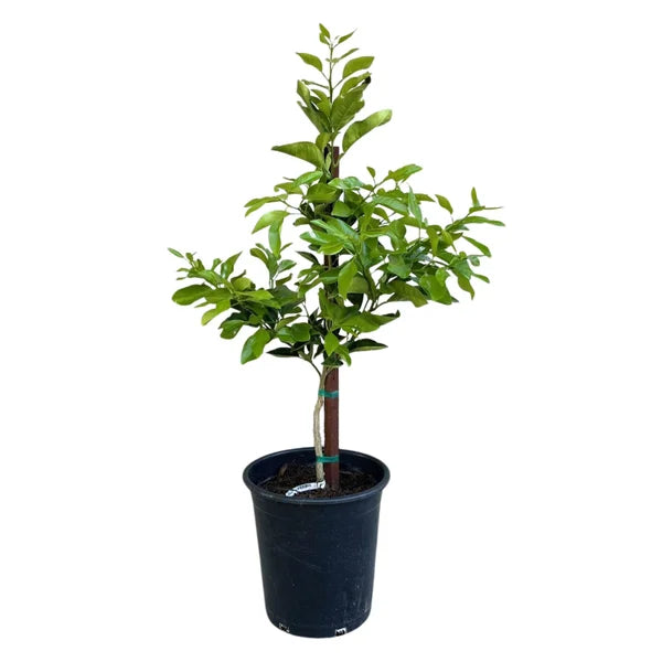 Grapefruit Tree