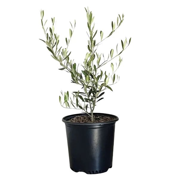 Alder & Oak Fruiting Olive Tree