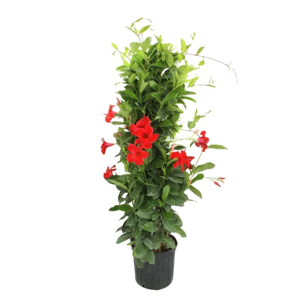 Costa Farms XL Mandevilla Teepee Flowering Plant in Nursery Pot