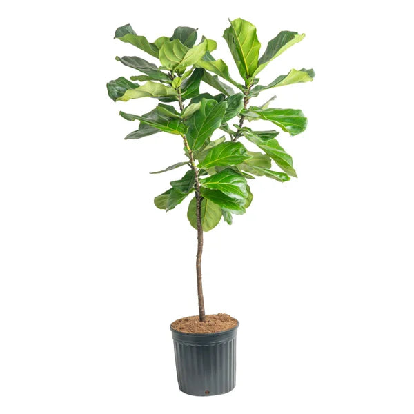 Costa Farms XL Ficus Lyrata, Fiddle Leaf Houseplant in Nursery Pot