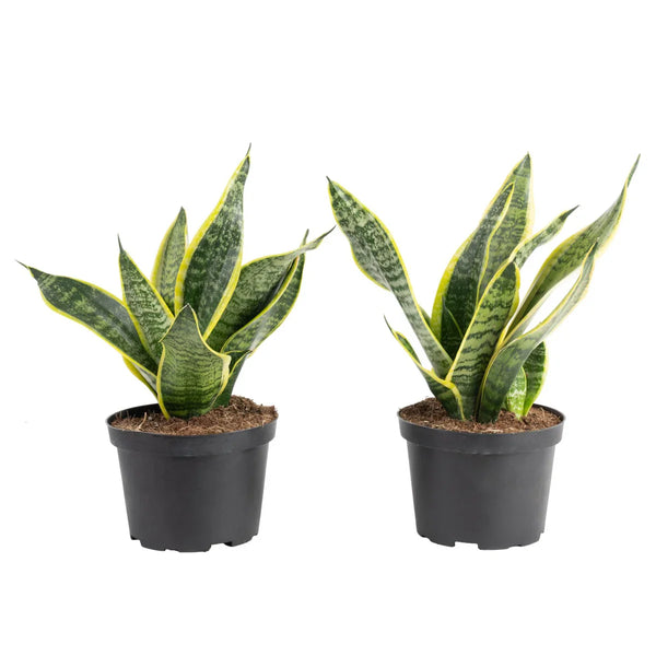 Costa Farms Sansevieria, Snake Plant, Houseplant in Nursery Pot, 2-pack
