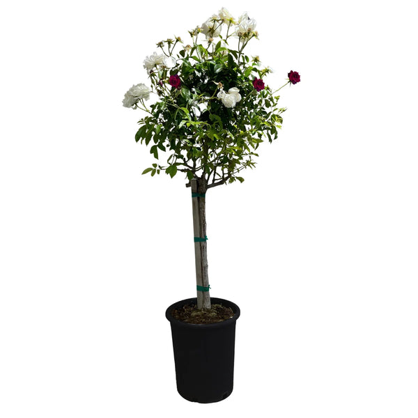 Alder & Oak Burgundy/Pink Iceberg Patio Tree Rose