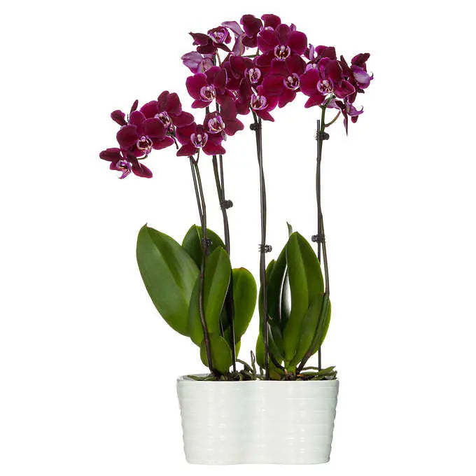 10" Phalaenopsis Orchid Duo