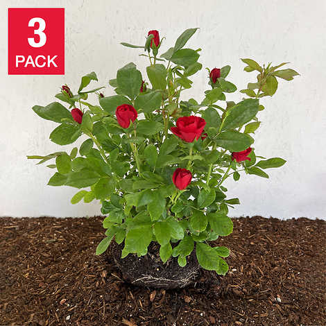 Rose Petite Knock Out, 3 Plants, 2-Gal Pots