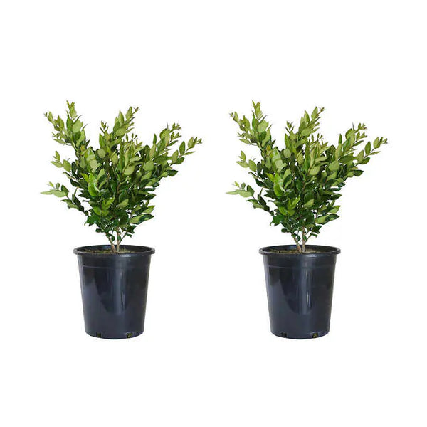 Alder & Oak Wax-Leaf Privet, 2-pack