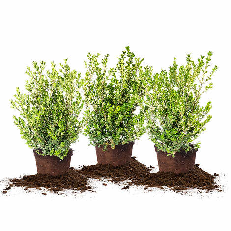 Boxwood Collection, 3-pack
