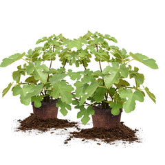 Chicago Hardy Fig, 3 Gallon, 2-pack Image